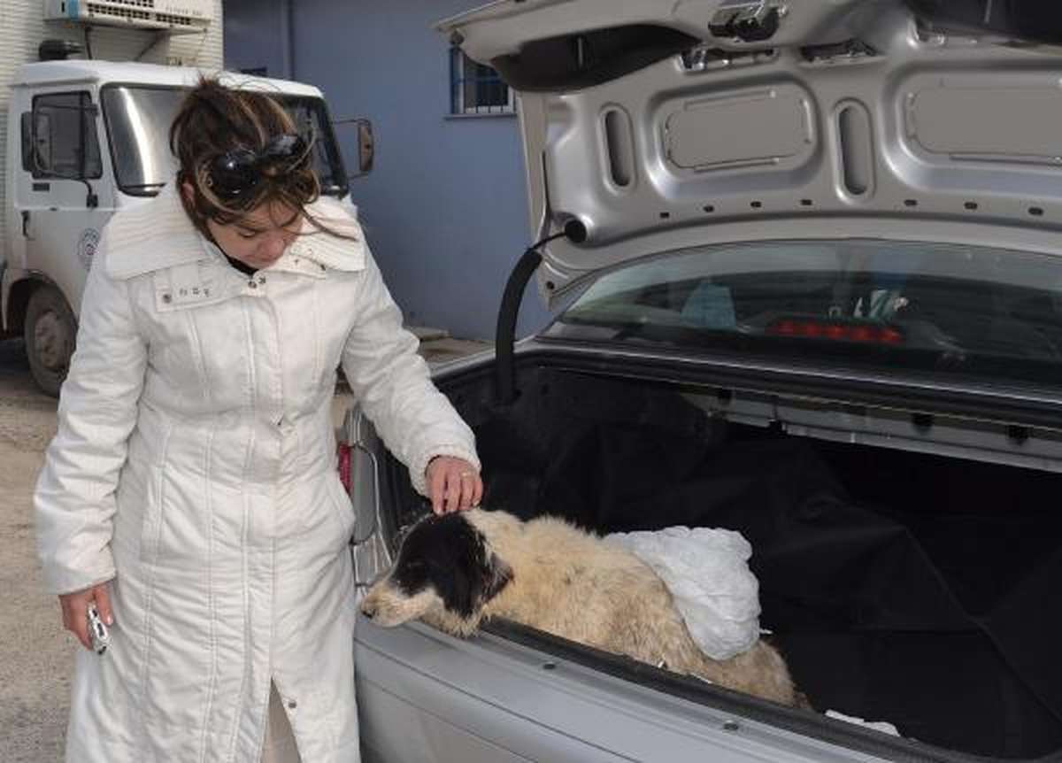 Otomobilin Çarptığı Yaralı Köpeği Tedavi Ettirdi