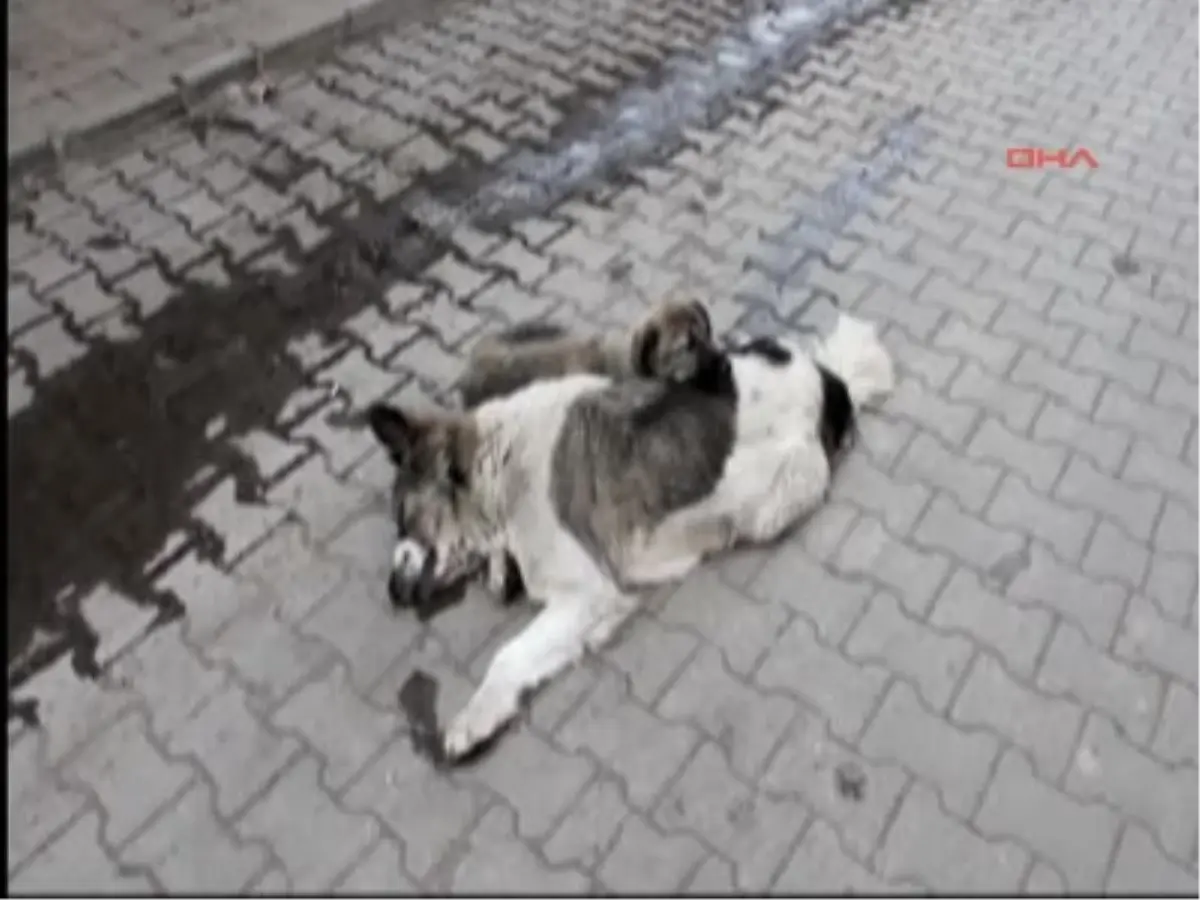 Sokak Köpeği, Ölen Annesinin Başından Ayrılmadı