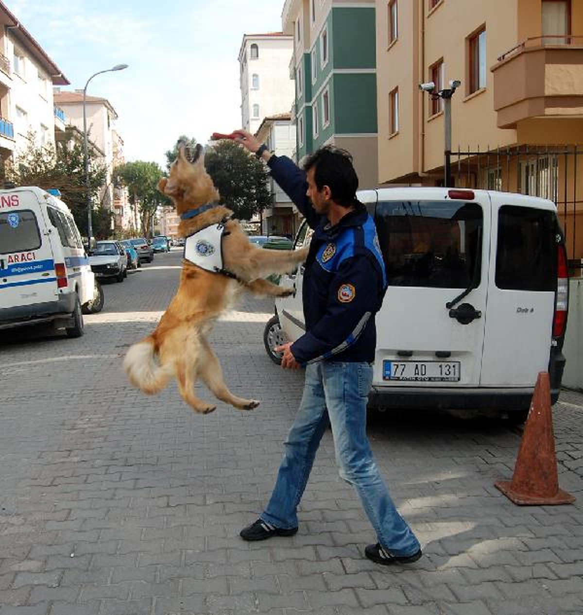 Uyuşturucu Eğitimi Bulunan \'Dingo\' Yalova\'daki Sokaklarda Gezdirilecek