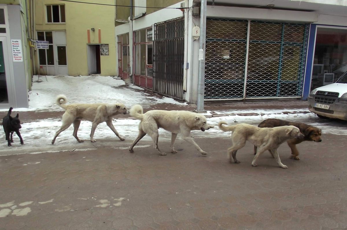 Boğazlıyan\'da Sokak Köpekleri Korkutuyor