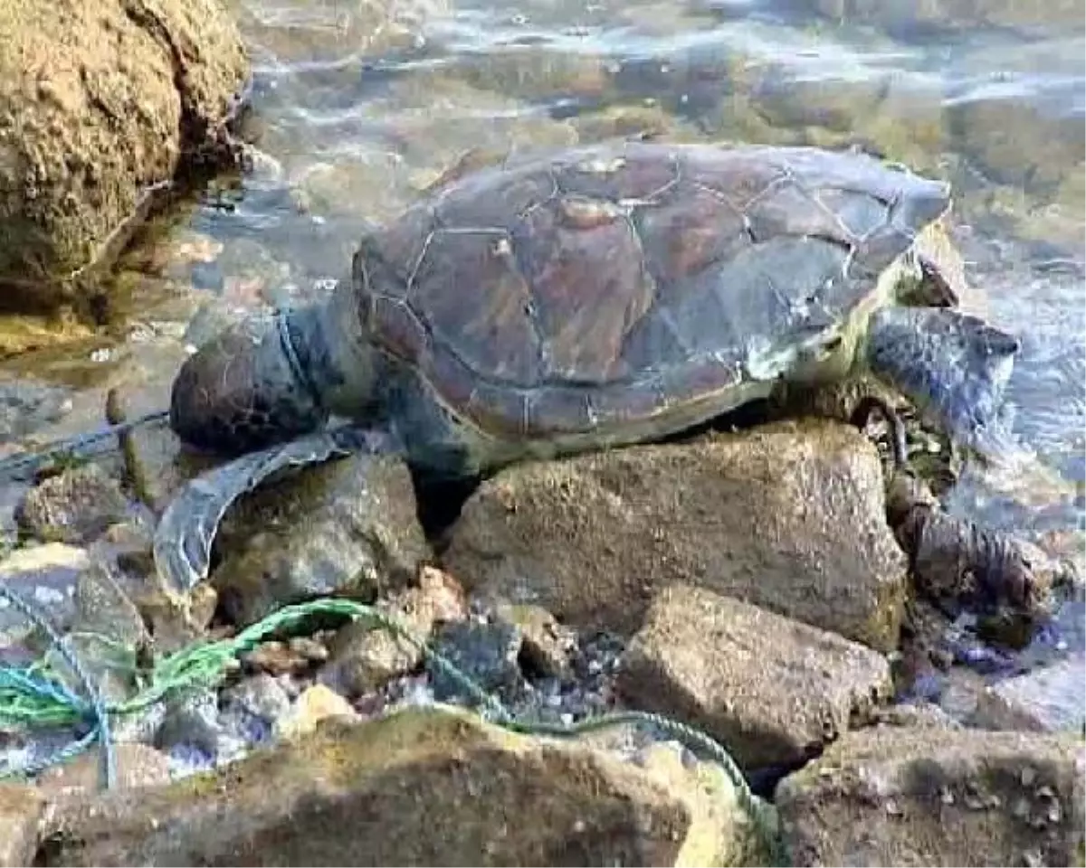 Caretta Caretta Şarkısı Youtube\'da