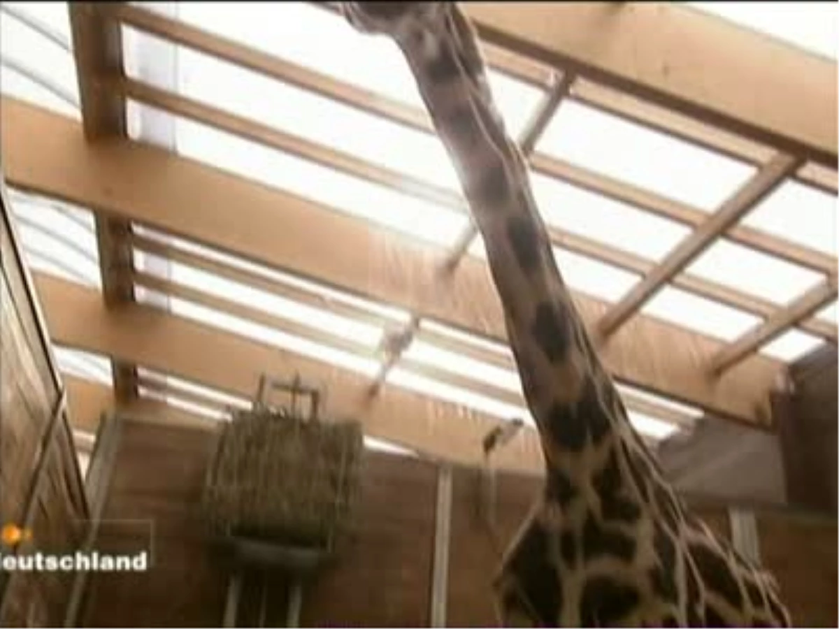 Leıpzıg Hayvanat Bahçesi\'nin 22\'nci Bebek Zürafası