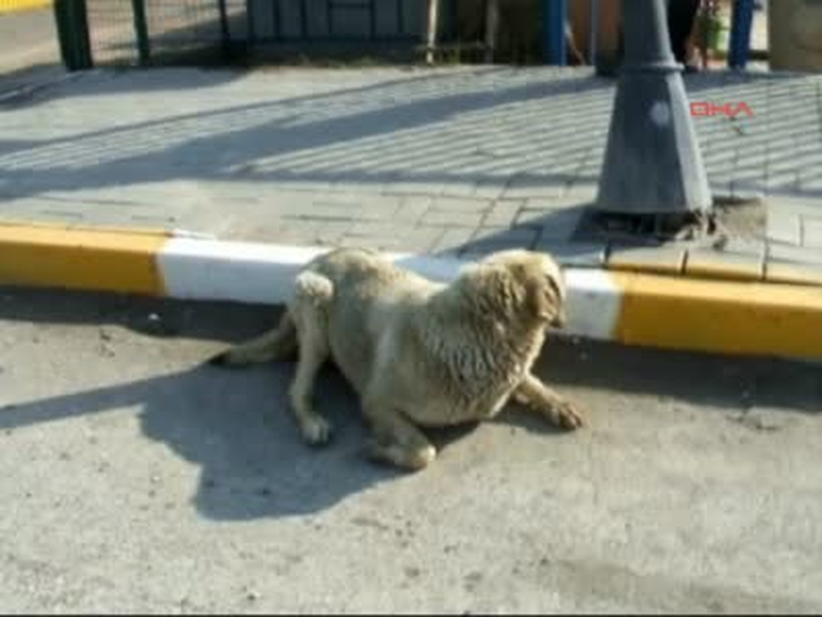 Otomobilin Çarptığı Yaralı Köpeğe Ambulanslı Yardım