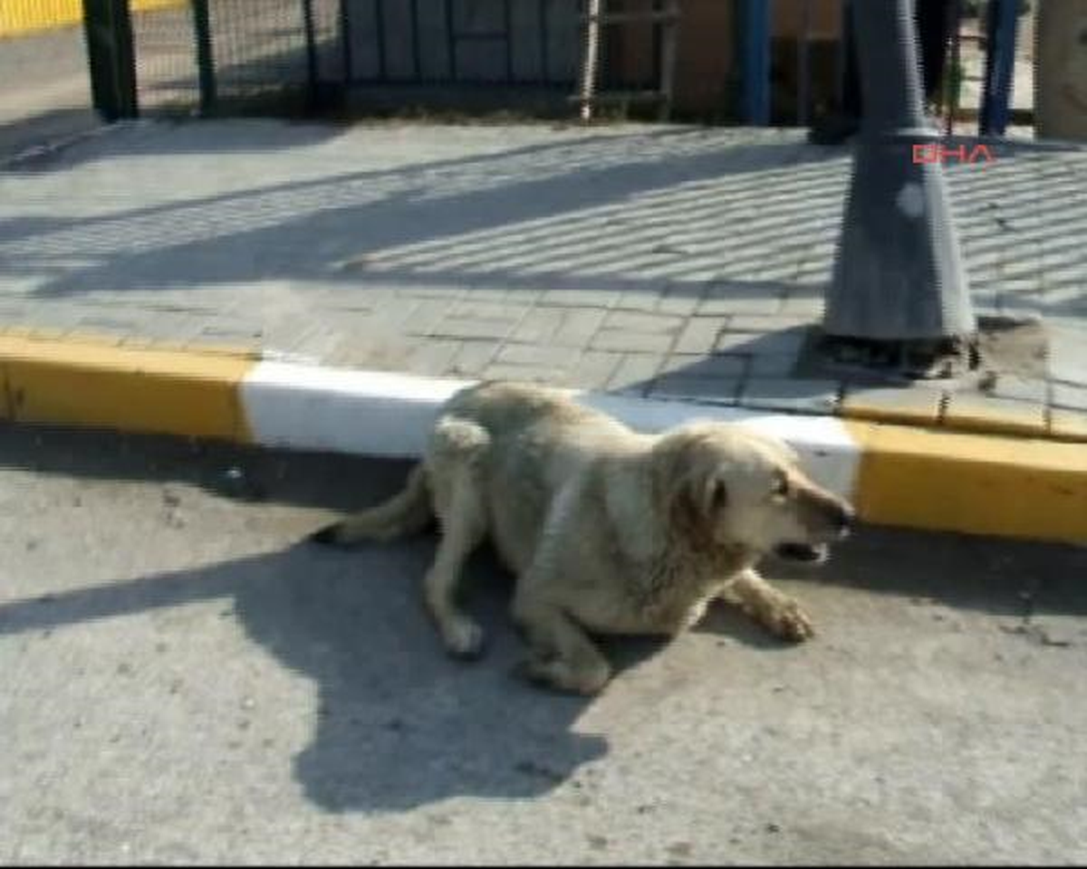 Otomobilin Çarptığı Yaralı Köpeğe Ambulanslı Yardım