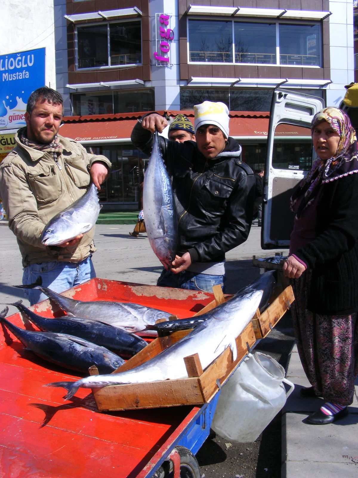 Okyanus Balığı Ereğli\'de Ağlara Takıldı