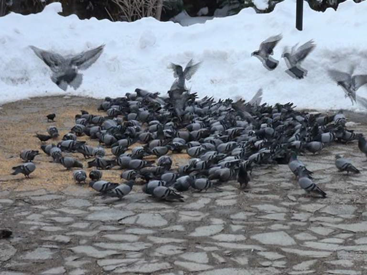 Yozgat\'ta Vatandaşlar Aç Kalan Güvercinleri Yemliyor