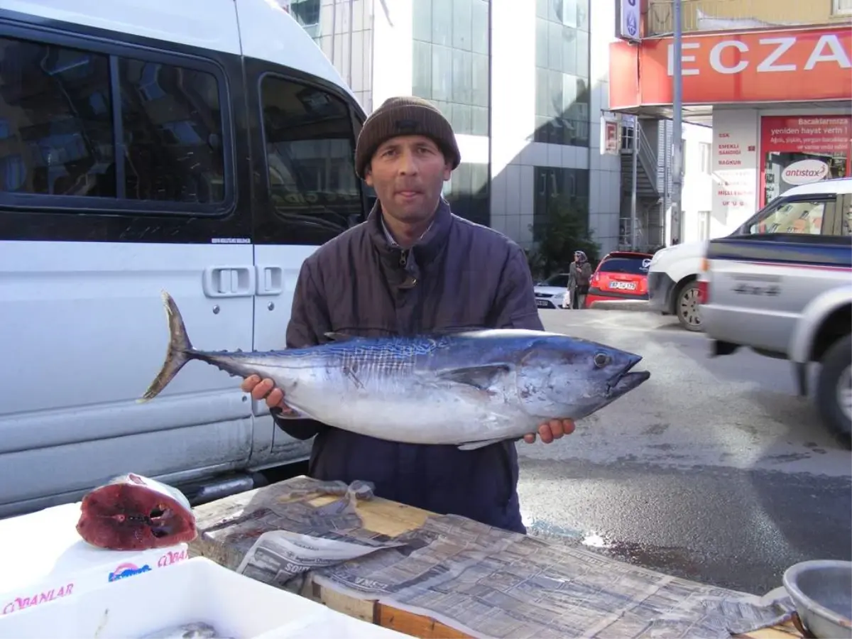 10 Kilo Ağırlığındaki Torik İlgi Görüyor