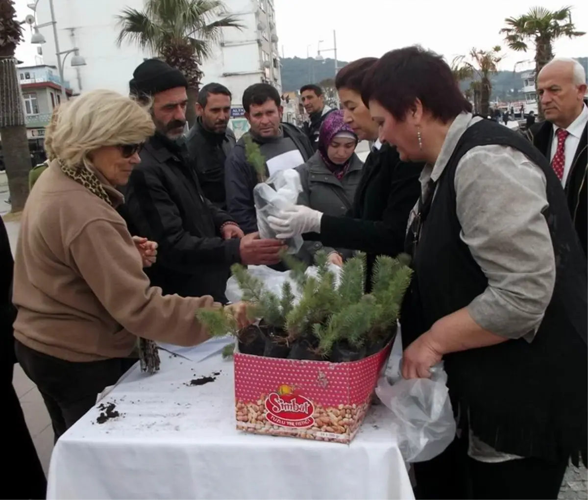 Ayvalık MHP Kadın Kolları\'ndan Çam Fidanı