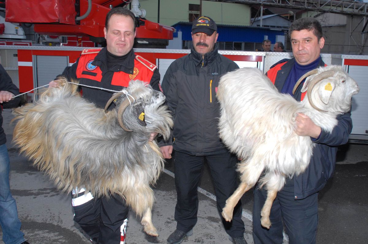 İtfaiye Uçurumda Mahsur Kalan Keçileri Kurtardı