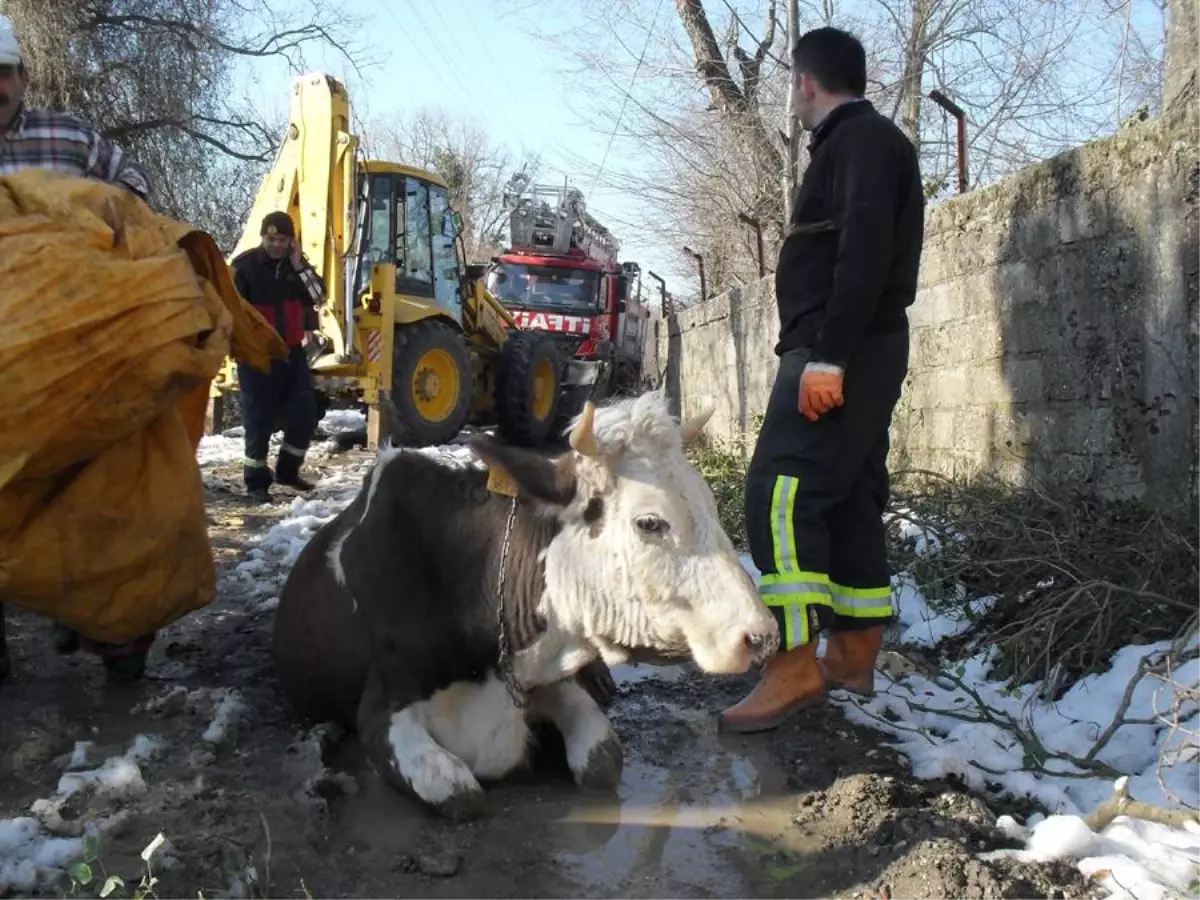 Sığır Kurtarma Operasyonu