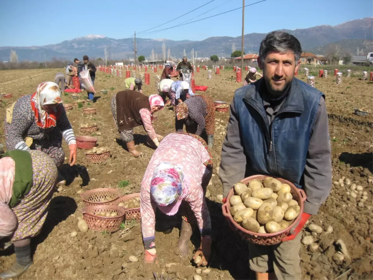 Yaz Patatesinin Kaderi Hava Şartlarına Bağlı