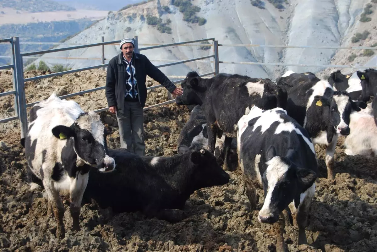 Canlı Hayvan Hırsızları Yakalandı