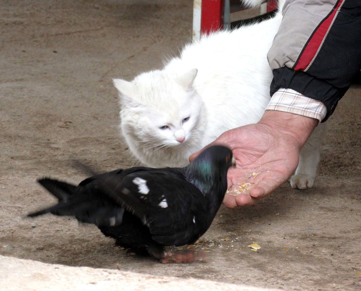 Kedi ile Güvercinin Dostluğu