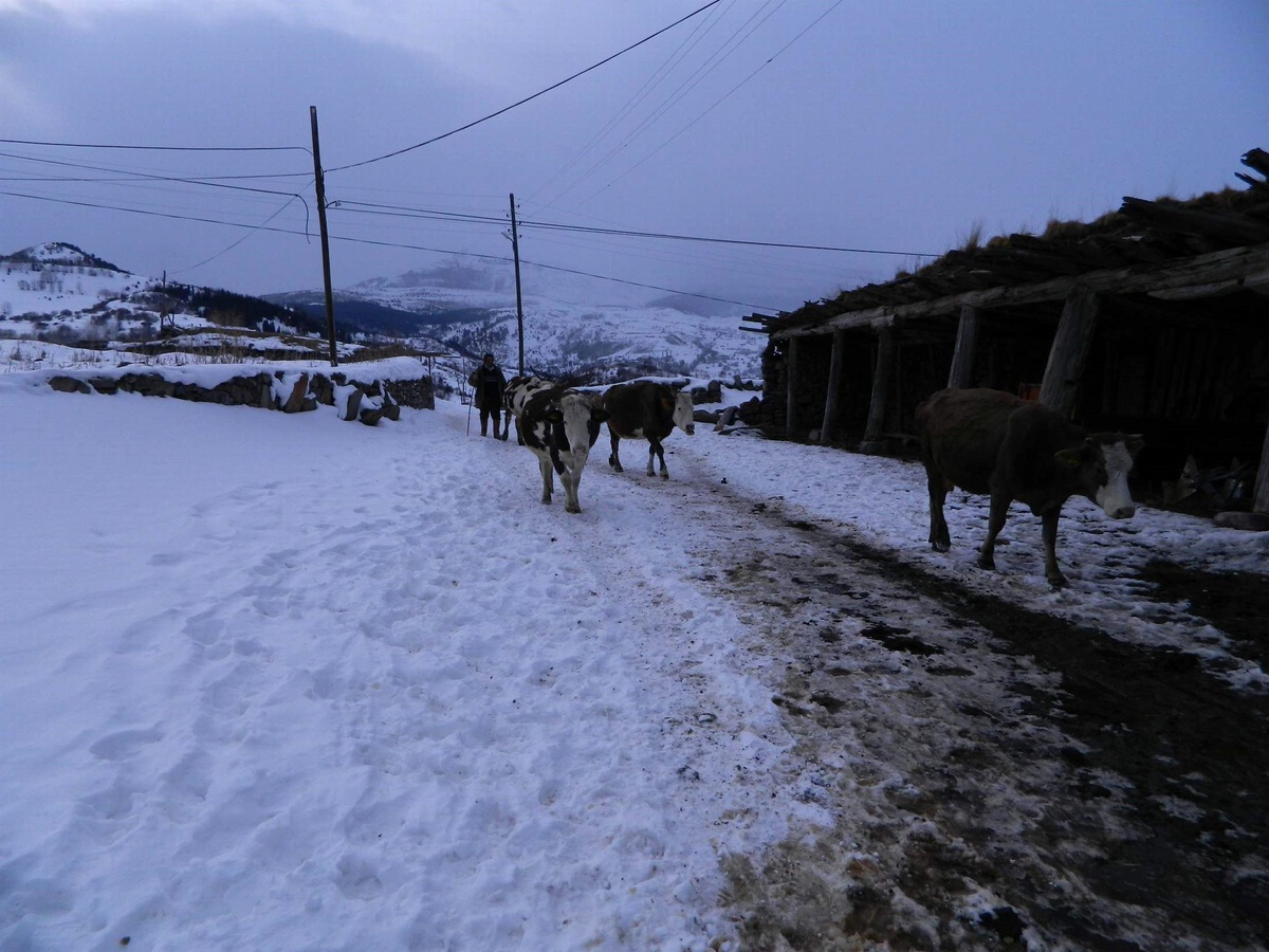 Posof'ta Kar ve Tipi Etkili Oluyor