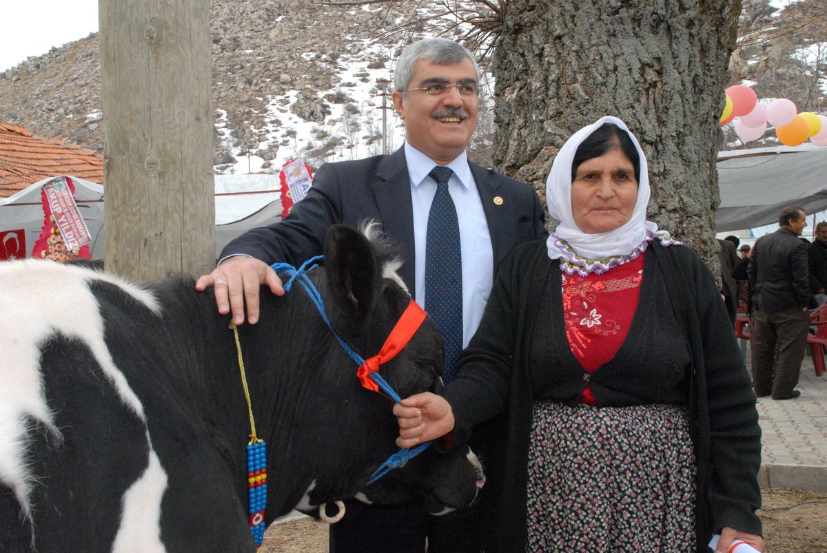 Güneyyayla Köyüne 120 Gebe Düve