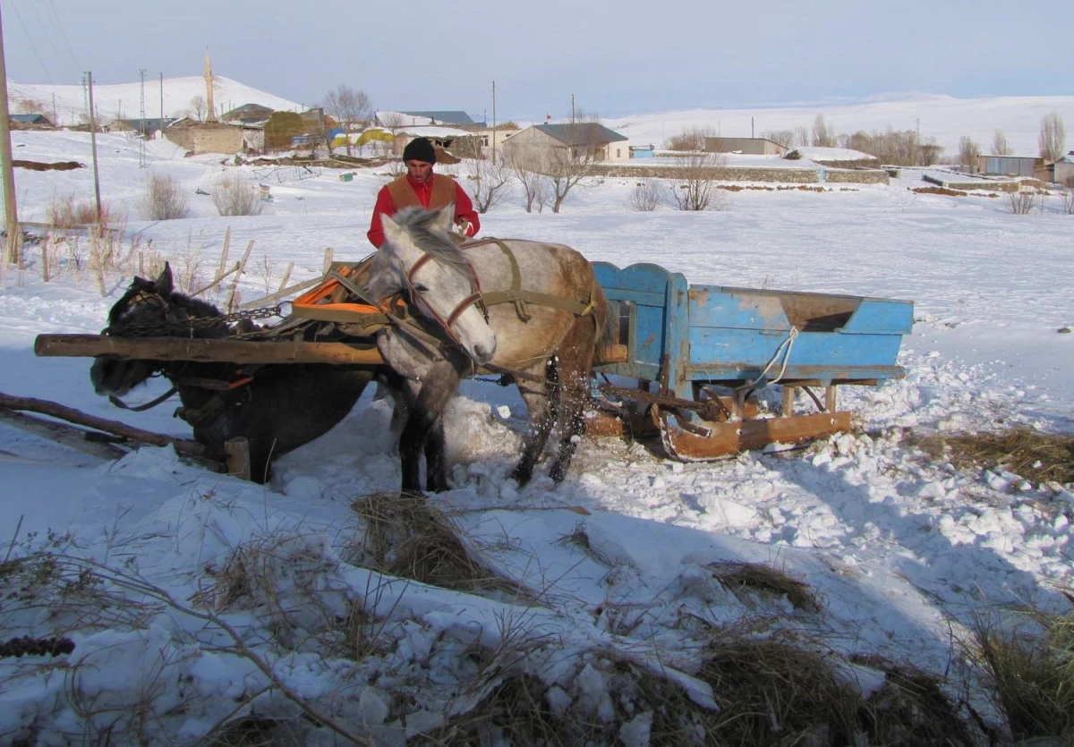 Kars\'ta Kızak, Hayvancılıkla Uğraşanların Taşıma Aracı