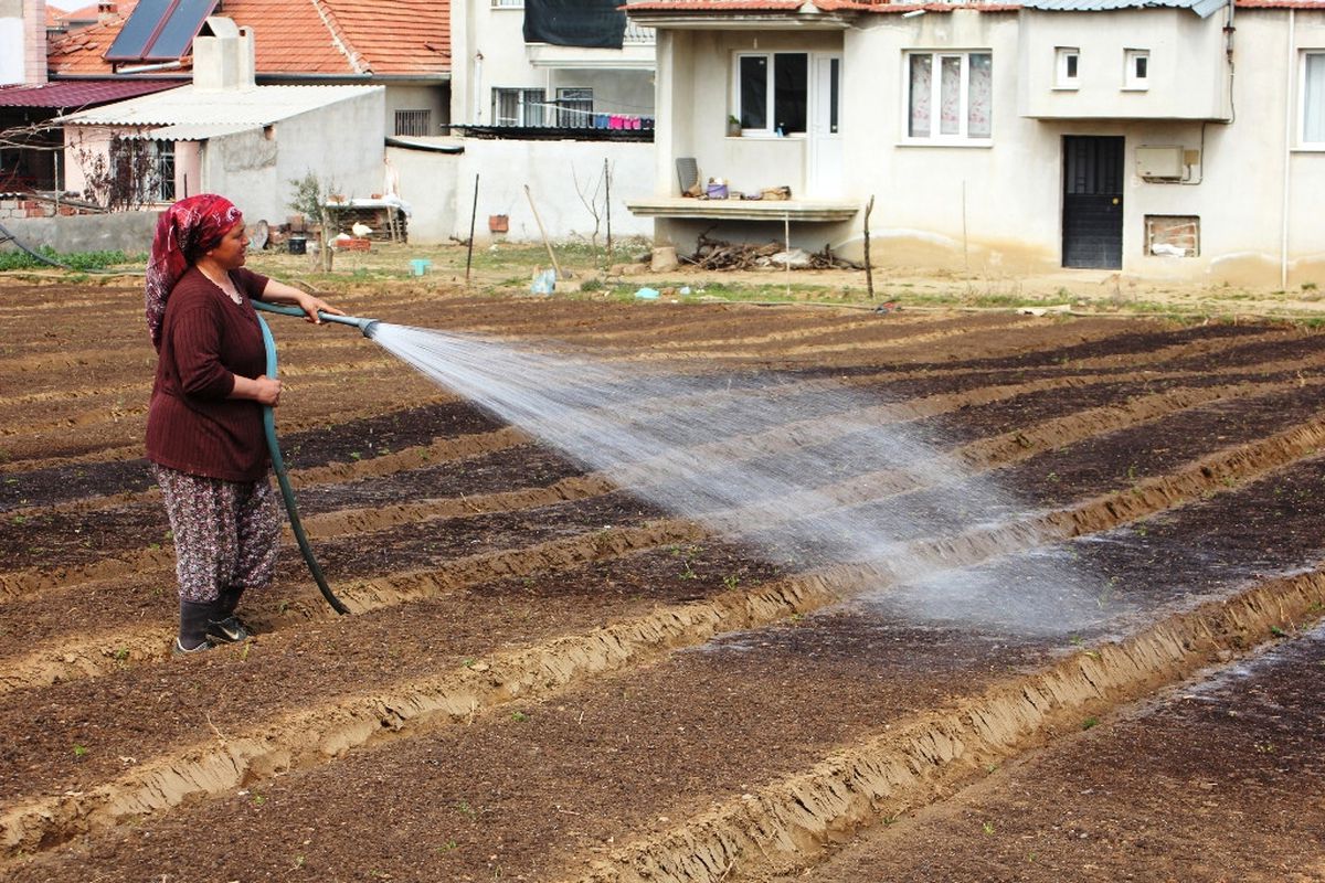 Tütün Dikim Çalışmaları Başladı
