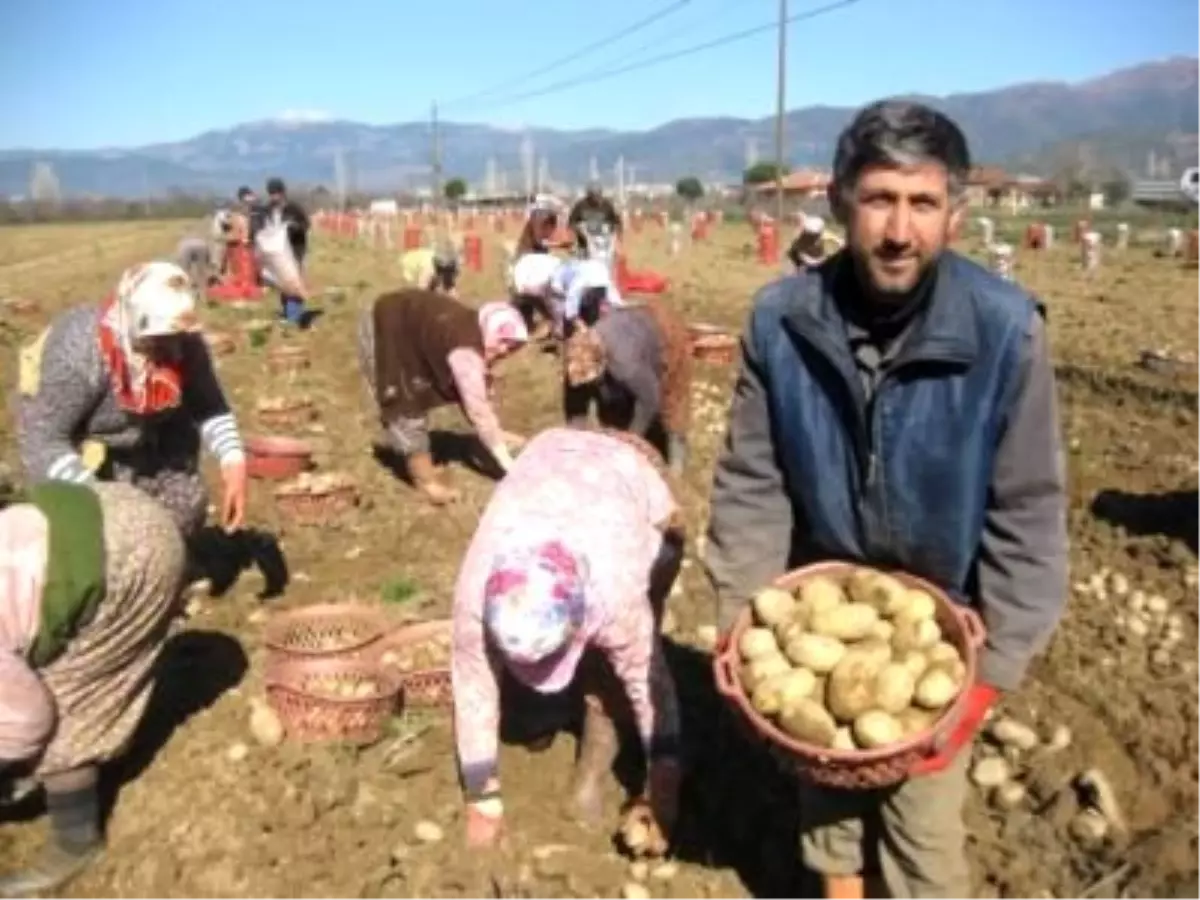 Yüzde 100 Yerli Patates Tohumluğu Üretimi İçin İmzalar Atıldı