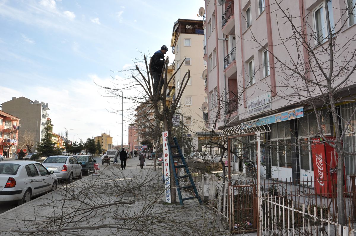 Belediye Kent Merkezindeki Ağaçların Bakımını Yaptı