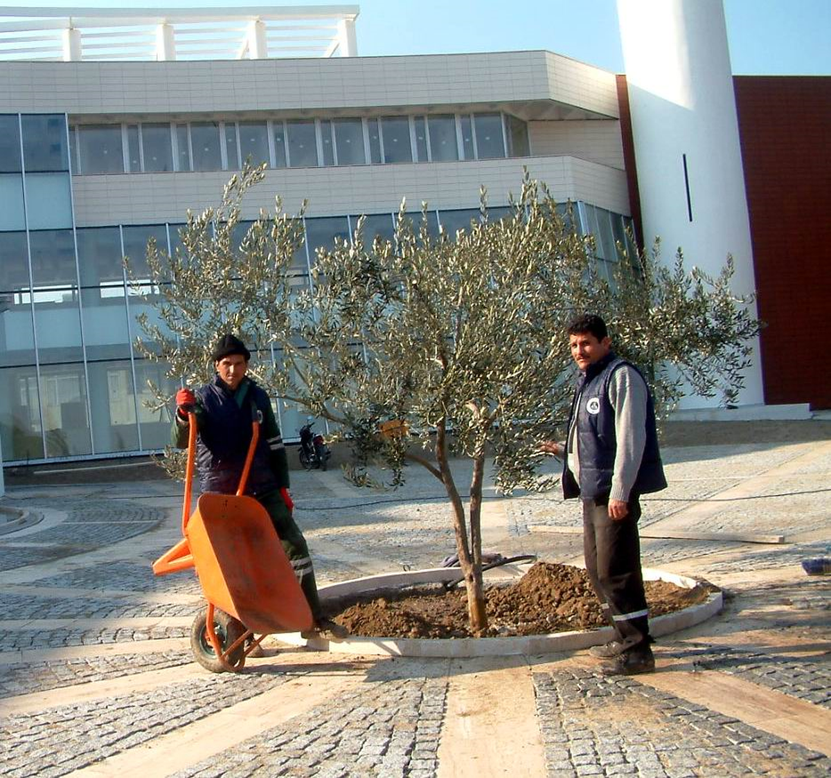 Burhaniye\'de Yeni Belediye Binasına Zeytin Güzelliği