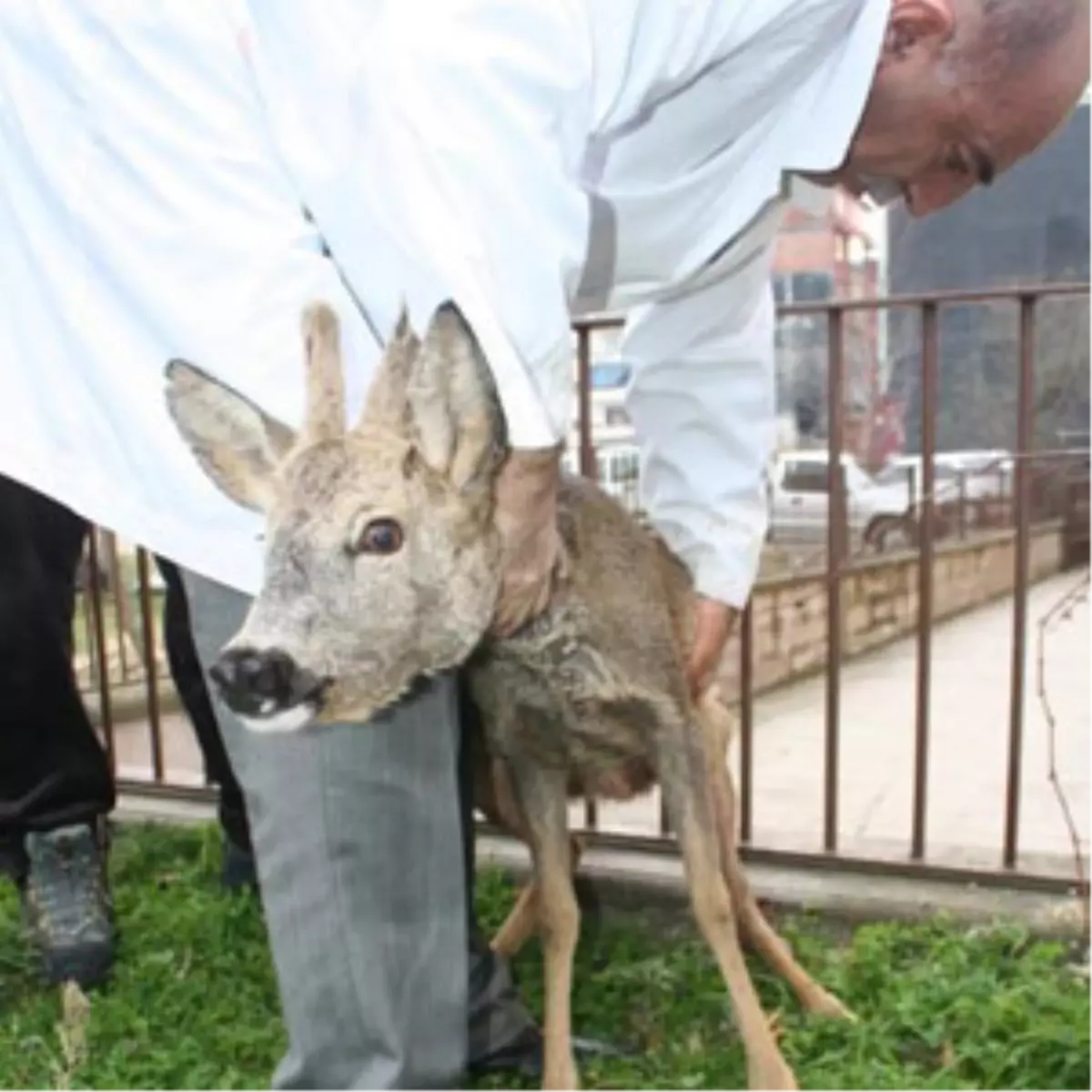 (Özel Haber) Hamile Karacaya Köpekler Saldırdı