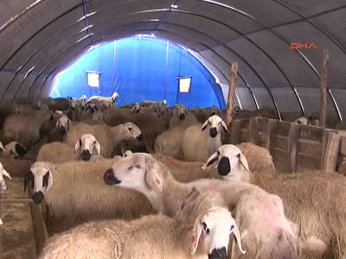 4 Kulaklı, Ağzı Olmayan Kuzu Biberonla Besleniyor