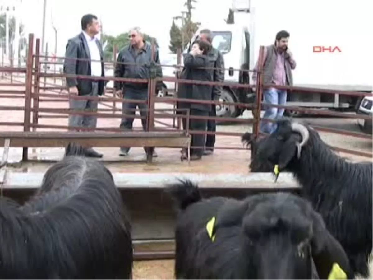 Ahmet Şık\'ın Annesi Adağını Yerine Getirdi