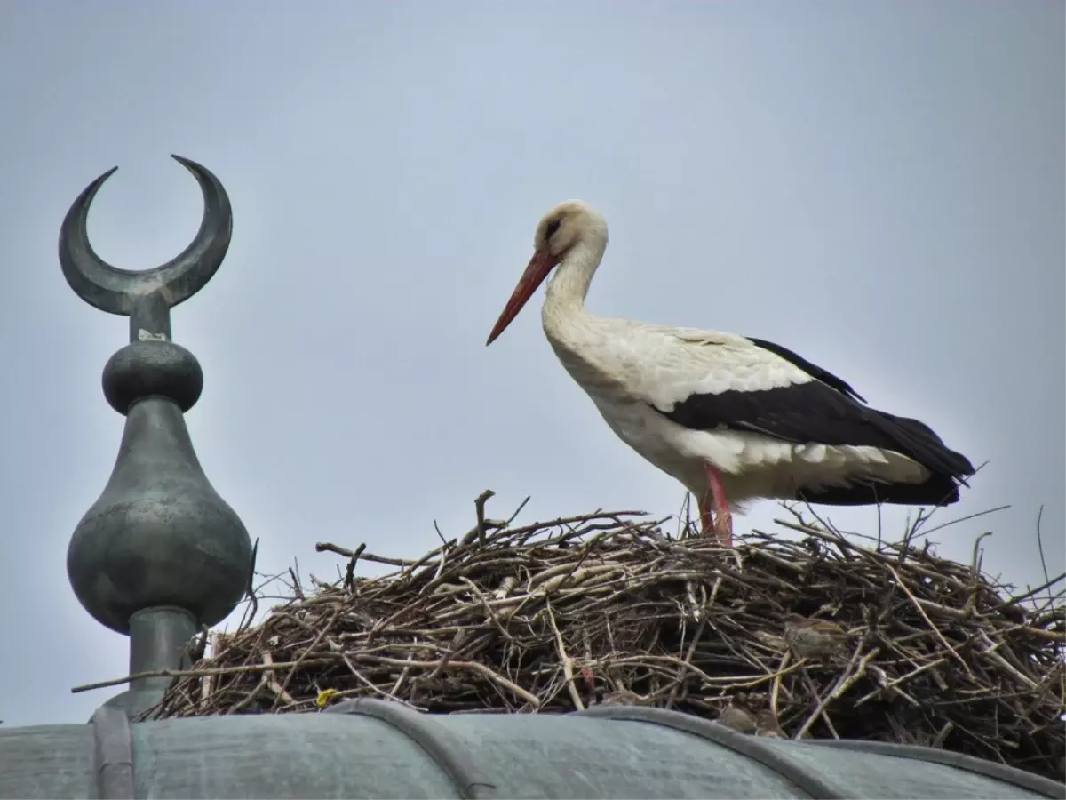 Baharın Müjdecisi Leylekler Döndü