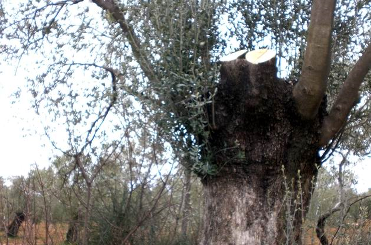 Edremit'te Muhtarlığın Zeytin Ağaçlarını Kesen Kişi Kıskıvrak Yakalandı