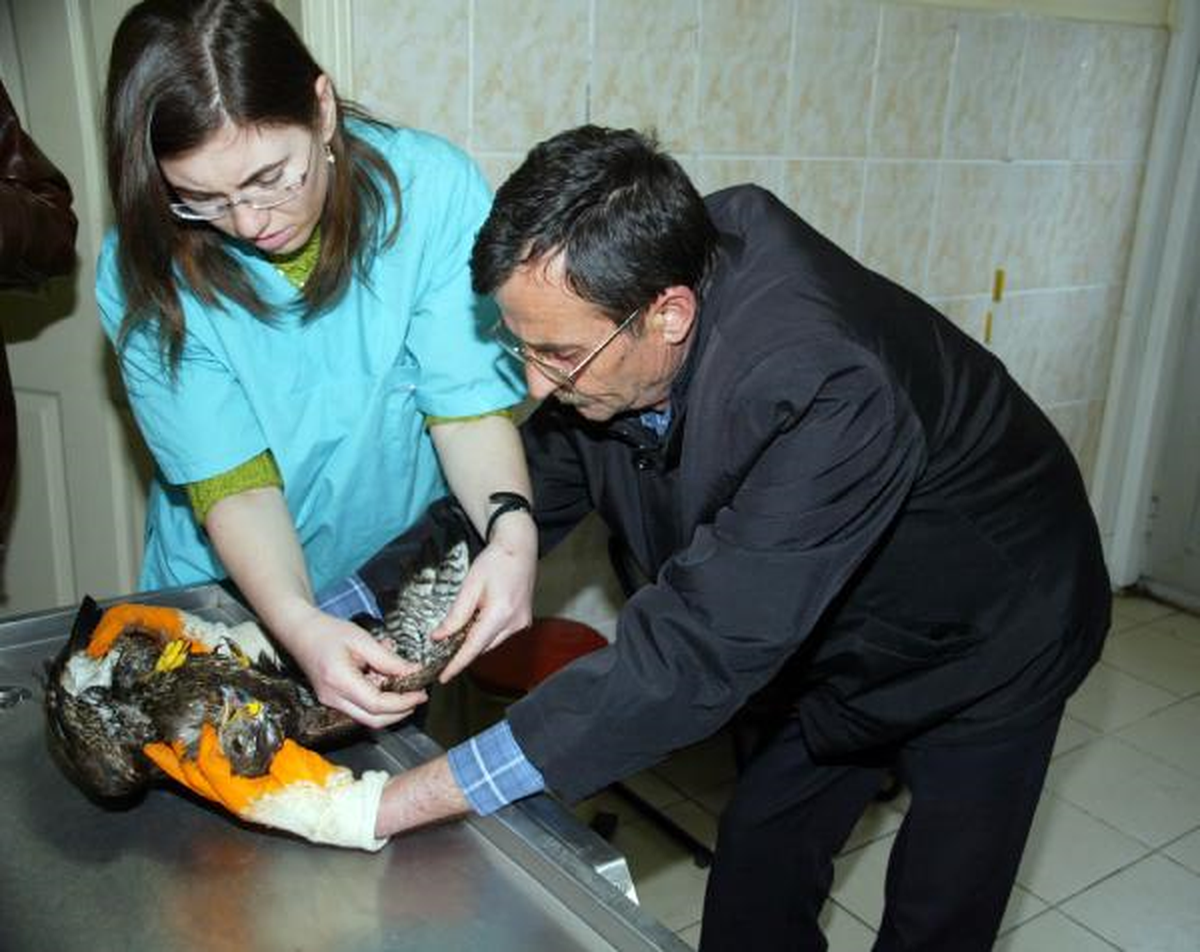 Saçmayla Vurulan Şahin Tedavi Edildi