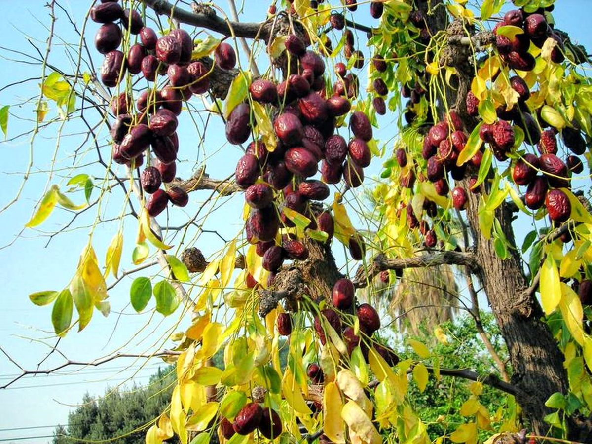 Dalamalı Üreticiye Yeni Alternatif; Hünnap