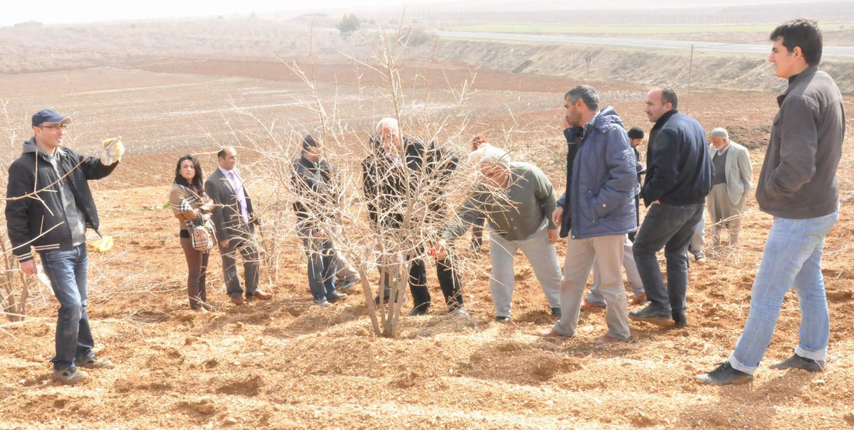 Gap Çiftçisine Uygulamalı Budama Eğitimi Verildi