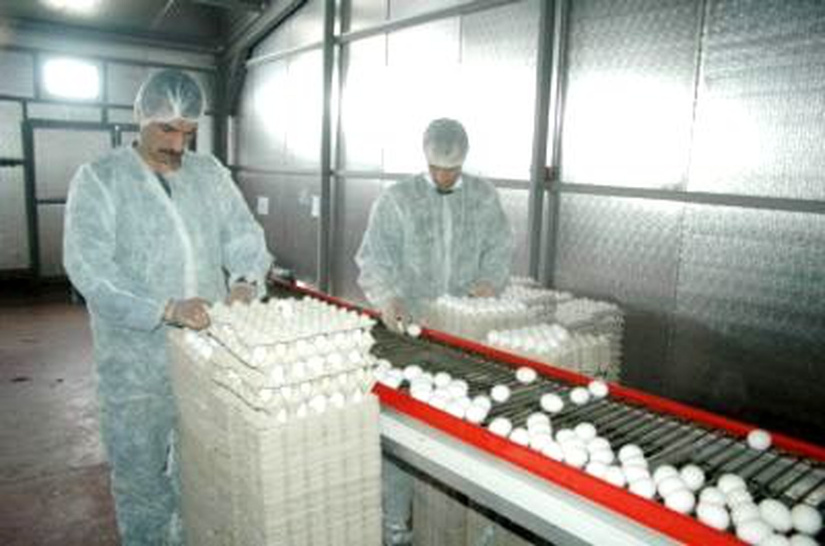Ocak Ayında Tavuk Yumurtası Üretimi 1.2 Milyar Adete Ulaştı
