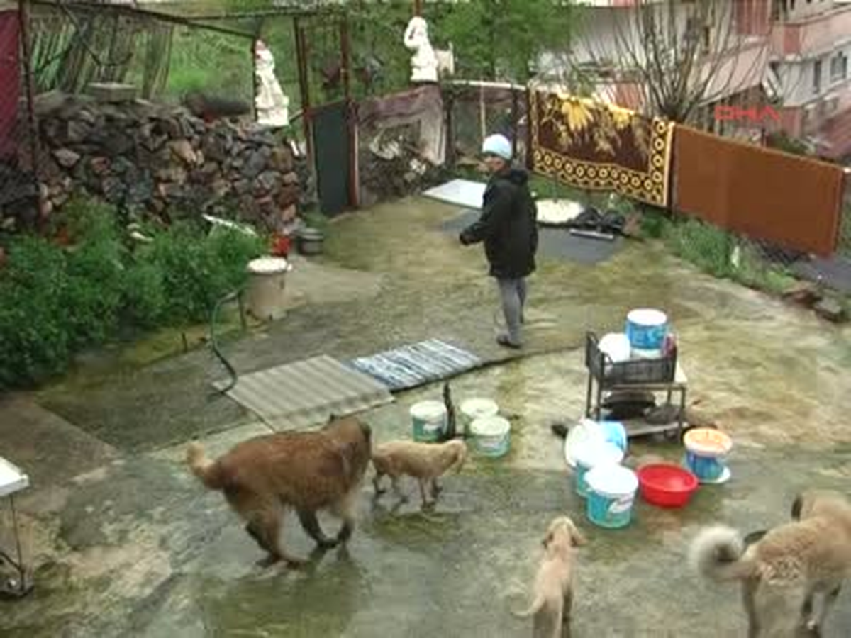 Otomobilin Çarpıp Kaçtığı Köpeğe Hayvanserverler Sahip Çıktı