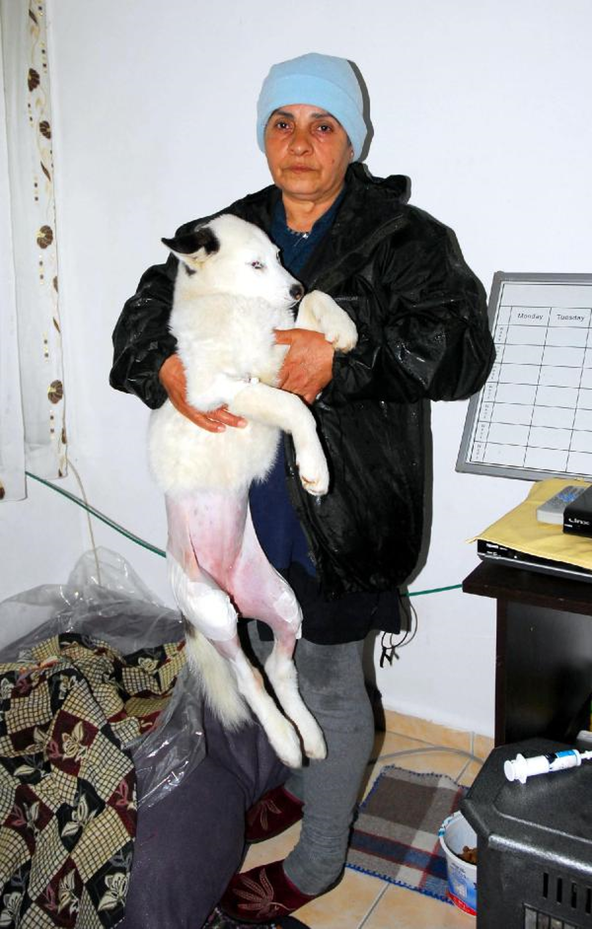 Otomobilin Çarptığı Köpeğe Sahip Çıktı