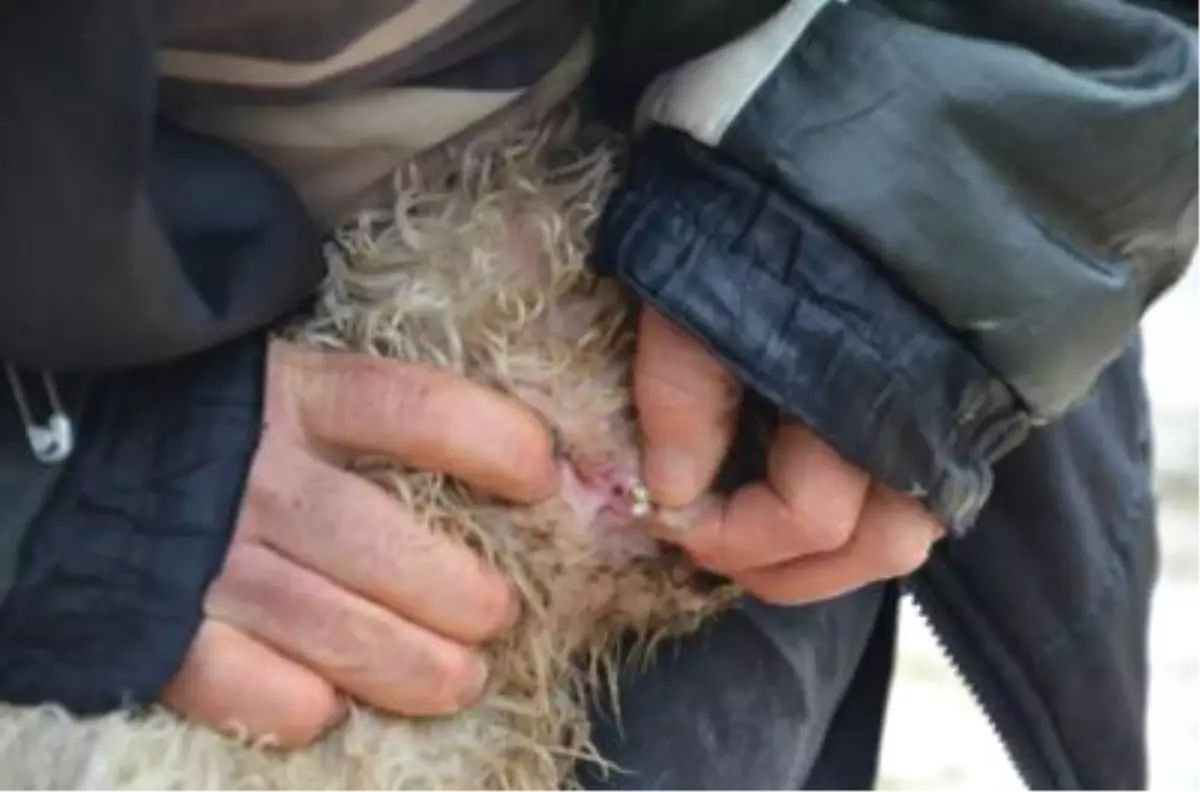 Bu Kuzunun İki Tane Ağzı Var