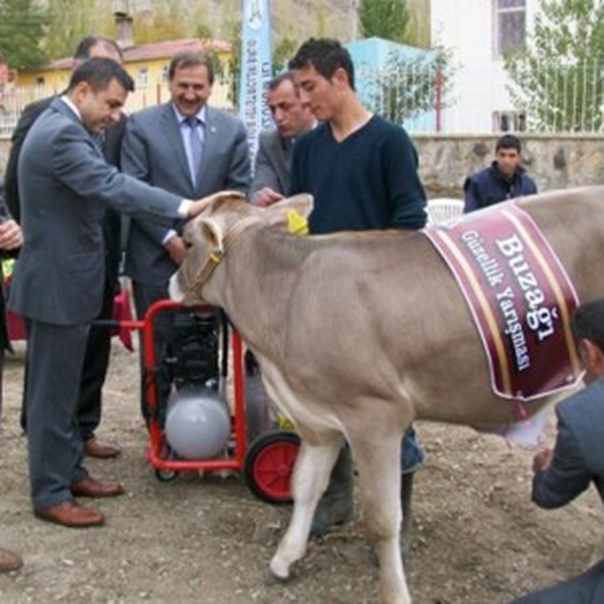 Buzağılar Güzellik Yarışmasına Katıldı