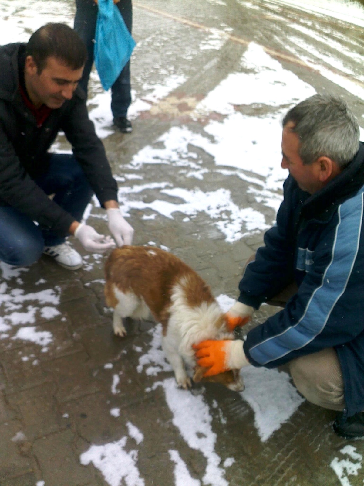 Hisarcık\'ta Kedi ve Köpeklere Kuduz Aşısı
