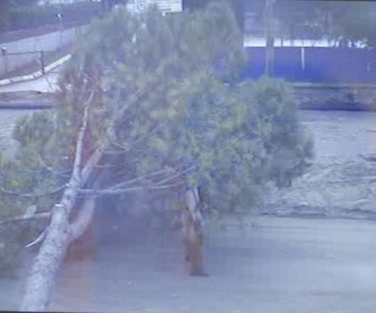 Bir Adımla Ağacın Altında Kalmaktan Kurtuldu