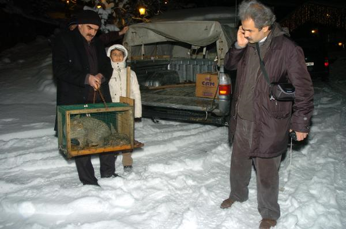 Tavuklara Dadanan Yaban Kedisi Tuzakla Yakanlandı