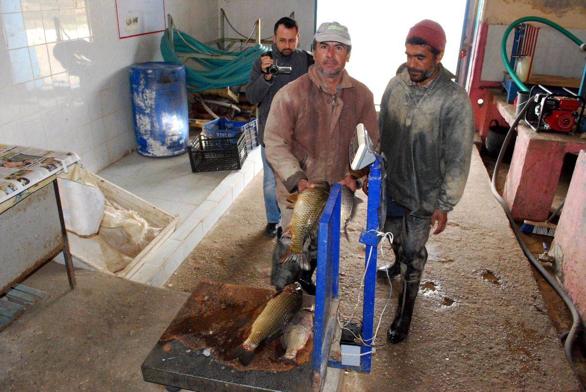 70 Bin Kilo Sazan İhaleyle Satılacak
