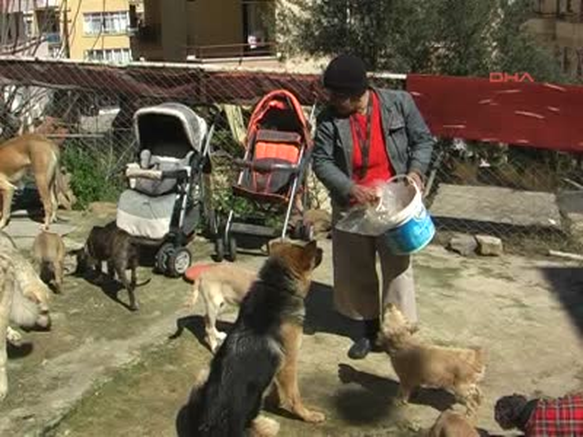 Alanya\'da 10 Yıldır Köpeklerin Anası Var