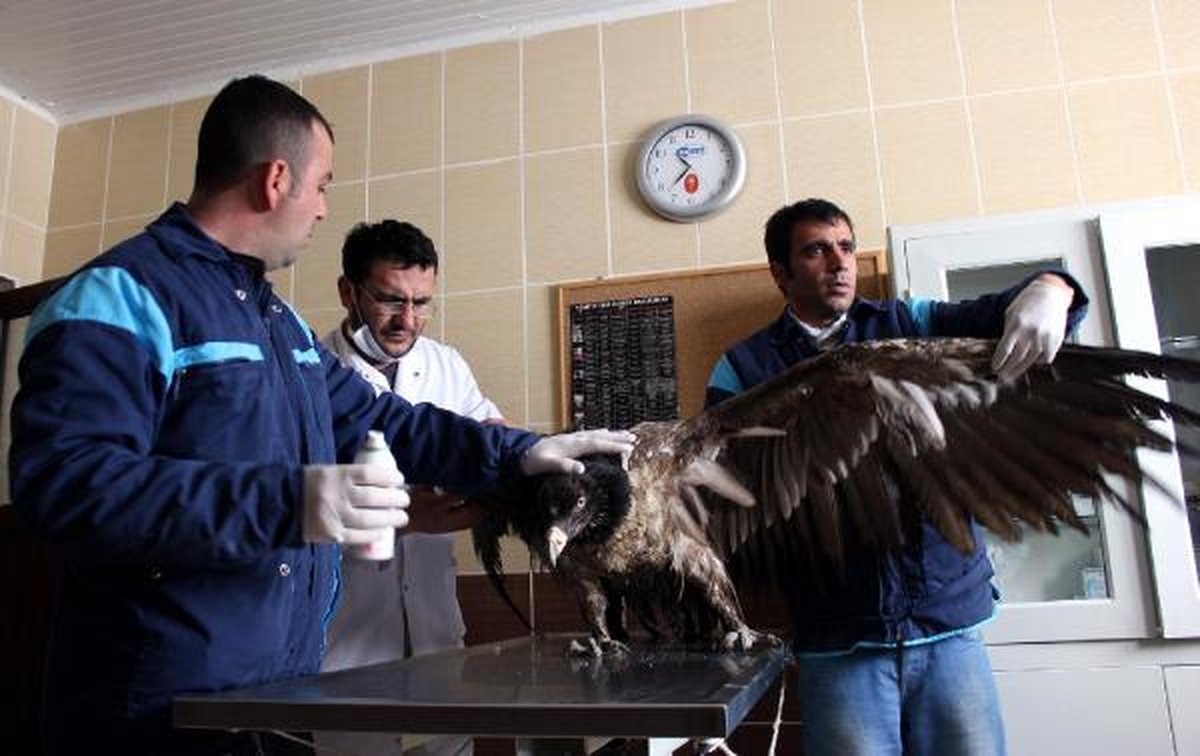 Elektrik Teline Takılan Sakallı Akbaba Artık Uçamayacak