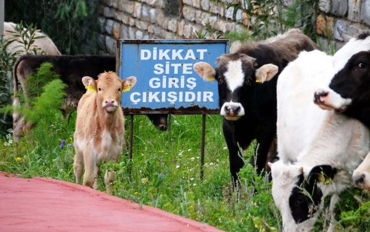Hindistan\'da Bir Kent Değil, Bodrum