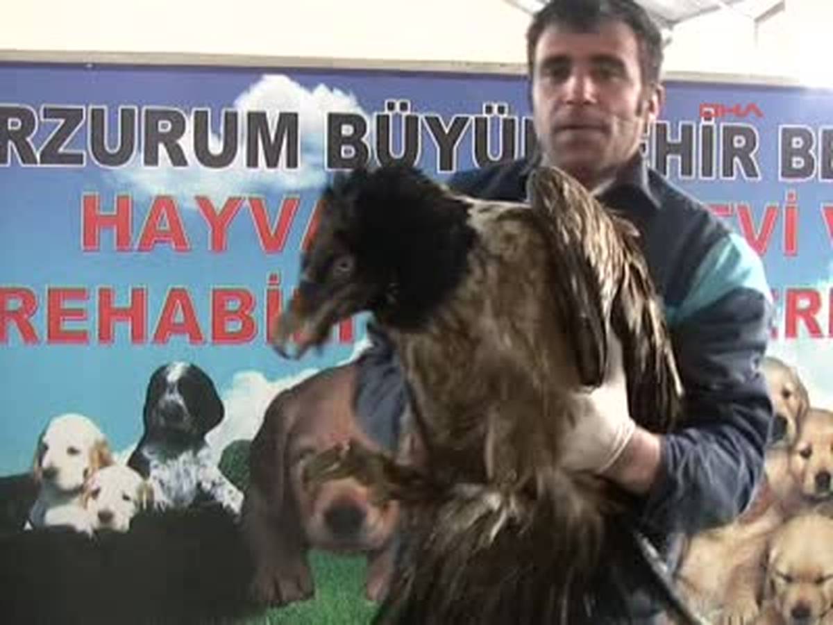 Sakallı Akbaba Artık Uçamayacak
