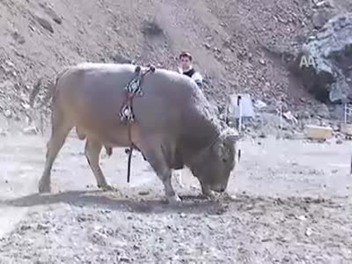 Boğalar Antrenmanda