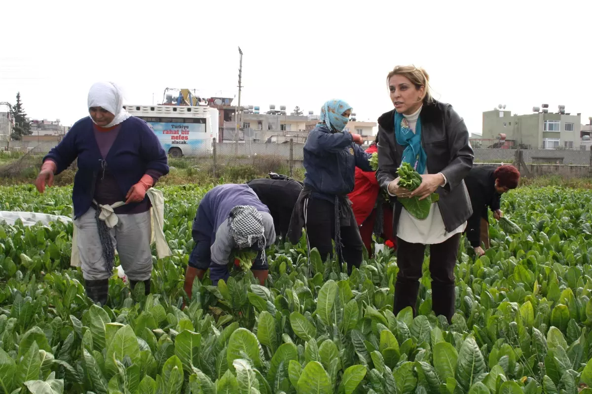 CHP'li Kadınlardan Tarlada Çalışan Kadınlara Ziyaret