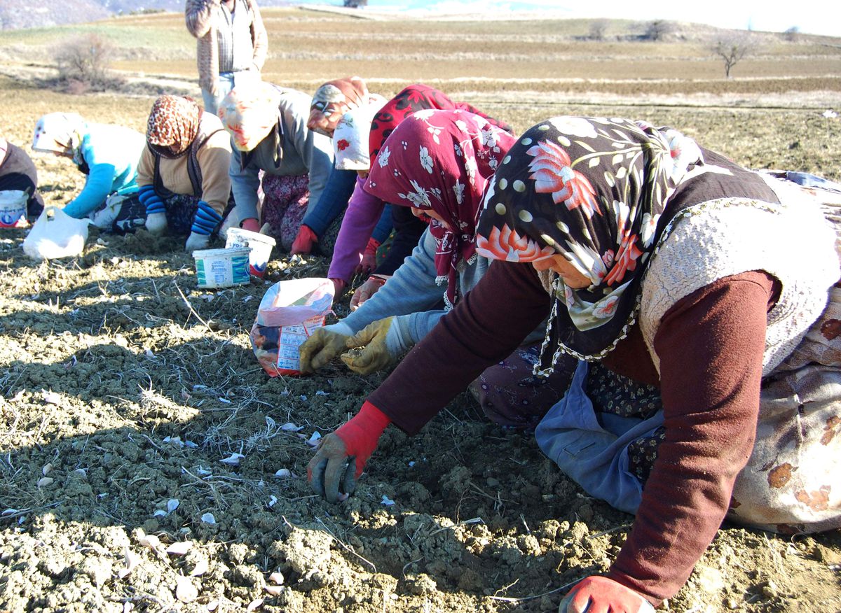 Beyaz Altın Toprakla Buluştu