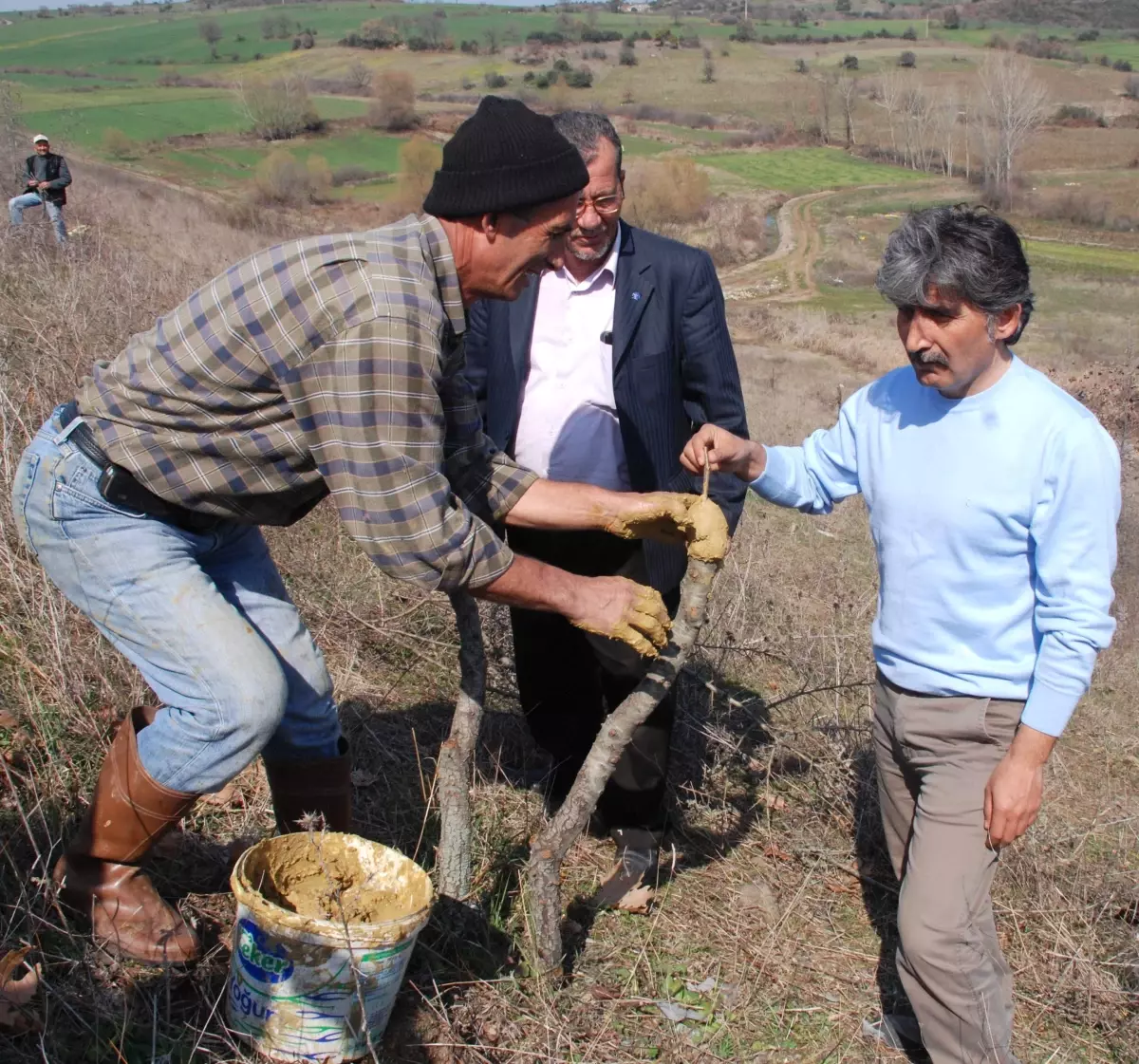 Biga'da 400 Yaban Armudu Aşılandı