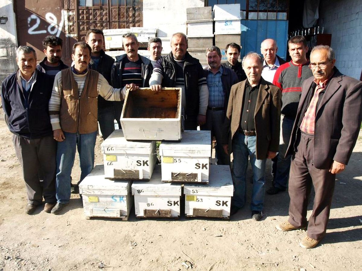 Edremit Körfezi'nde Zeytin Sineği Mücadelesi Arıcıları Vurdu